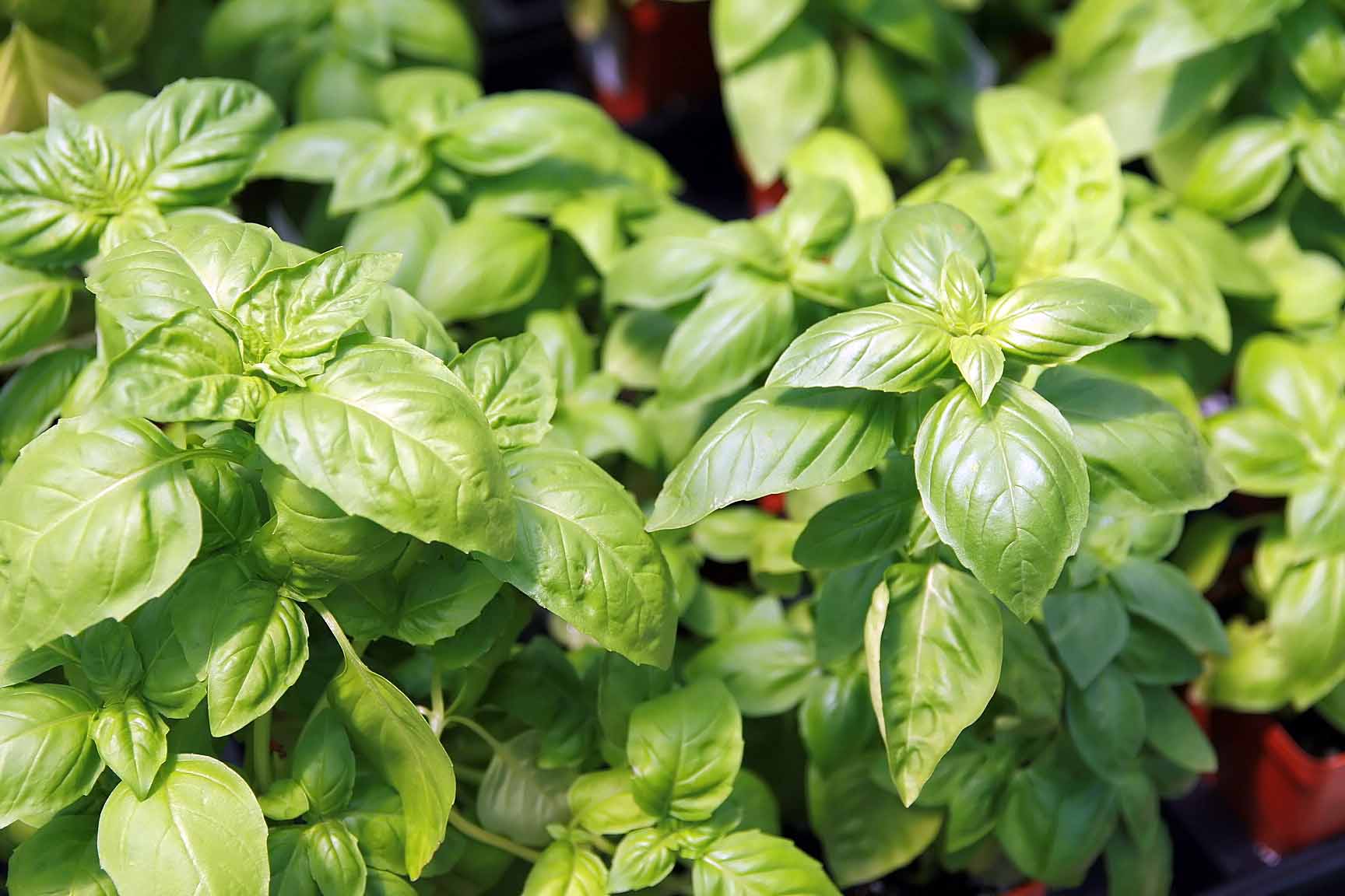 Fresh Basil