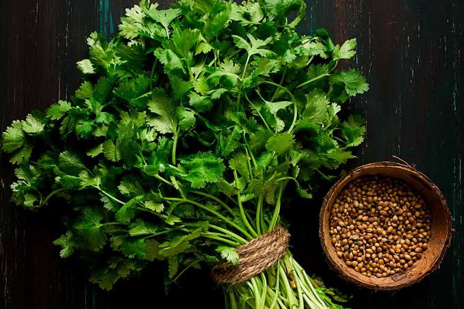 Fresh Coriander