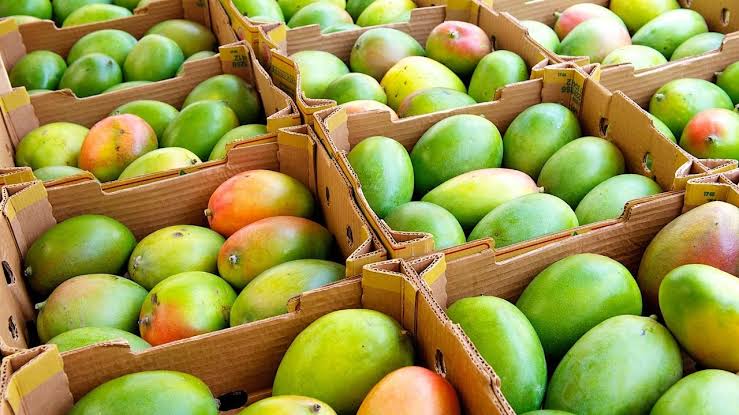 Fresh Mangoes