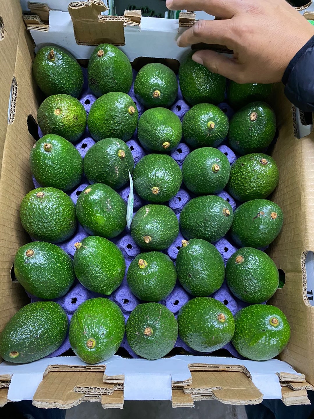 Hass Avocados
