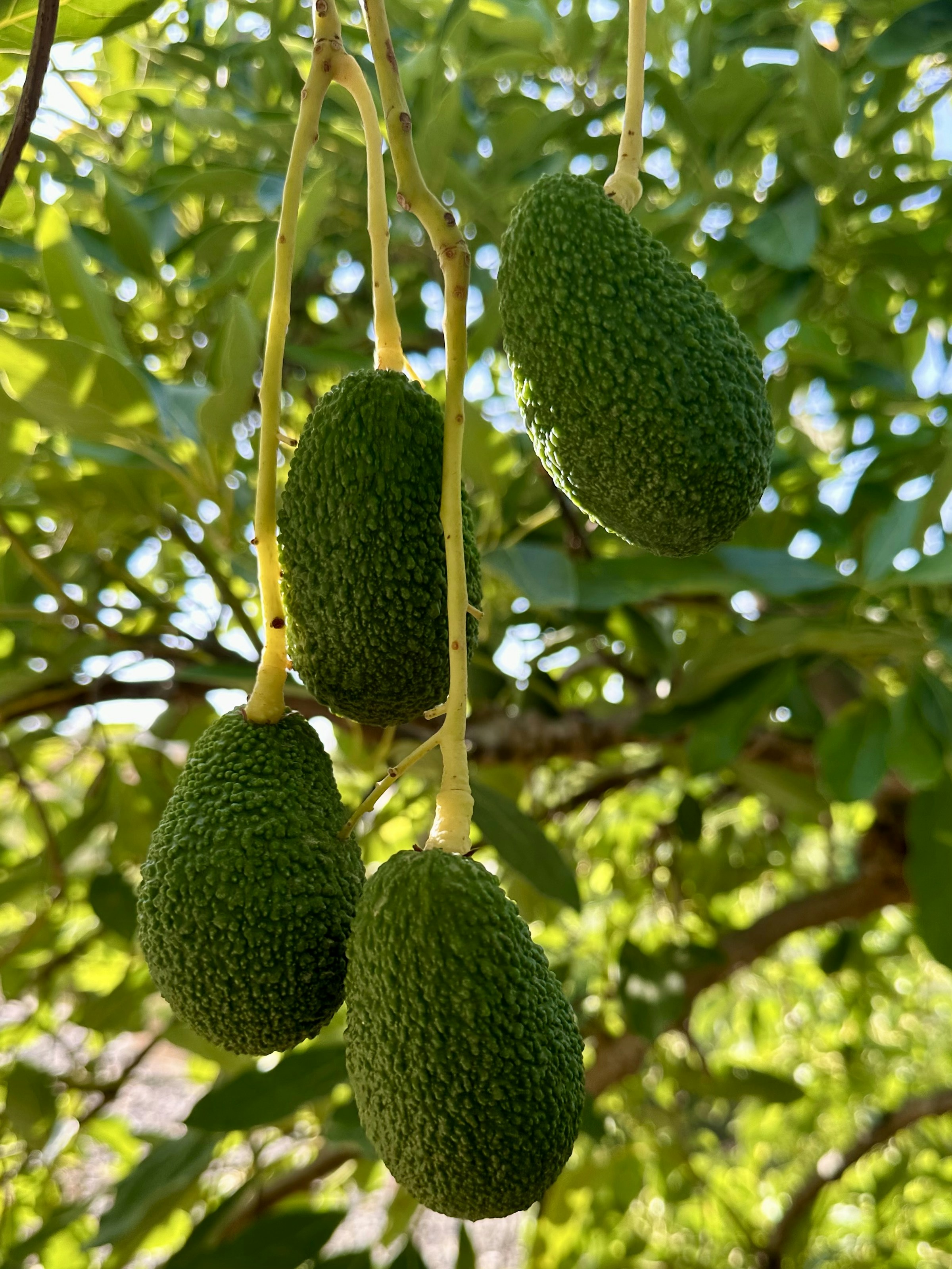 Fuerte Avocados