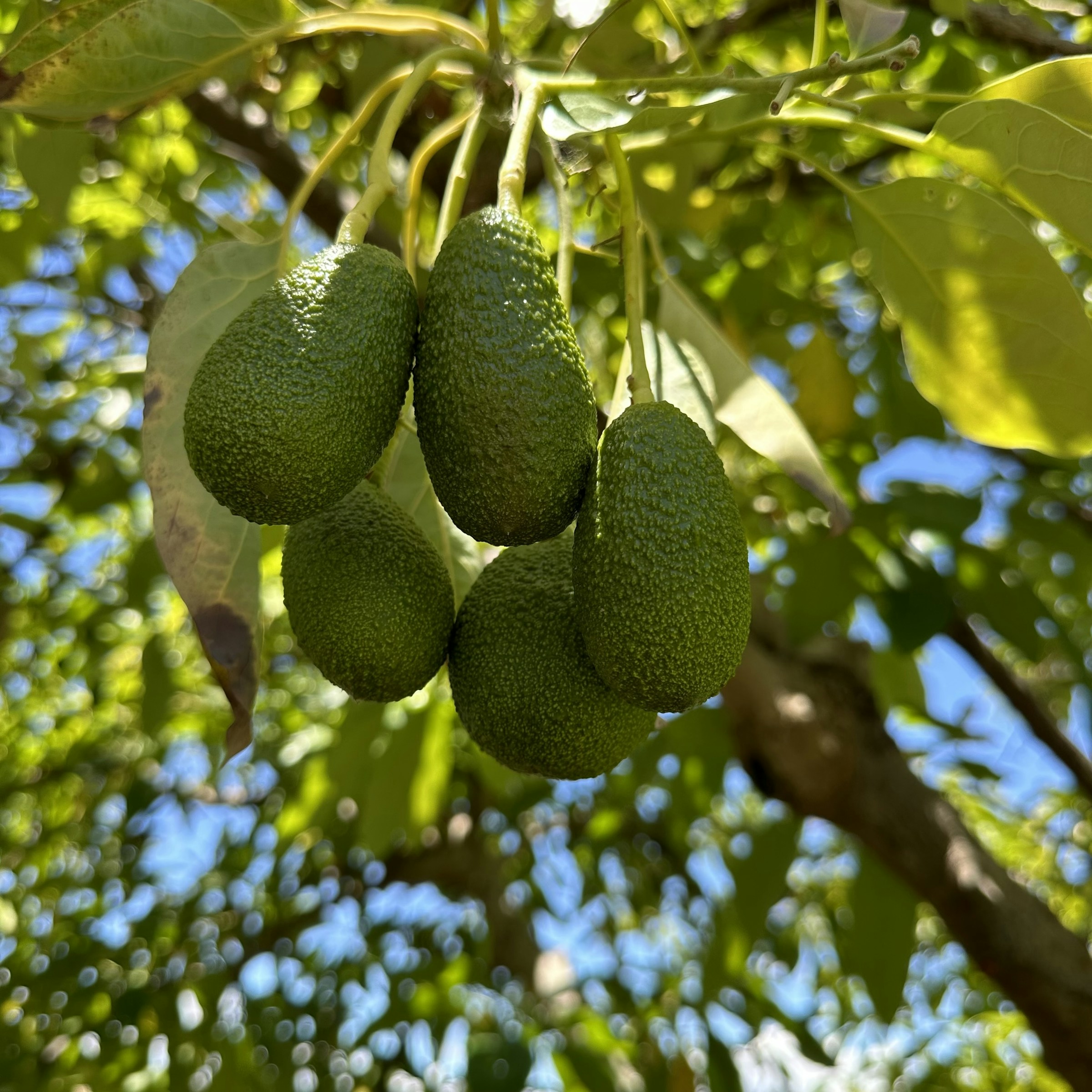 Fresh produce